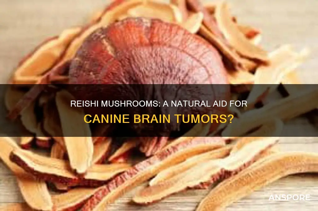 can reishi mushrooms help dogs with brain tumors