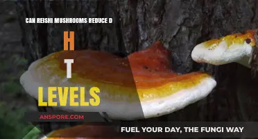 Reishi Mushrooms and DHT: Natural Solution for Hormonal Balance?