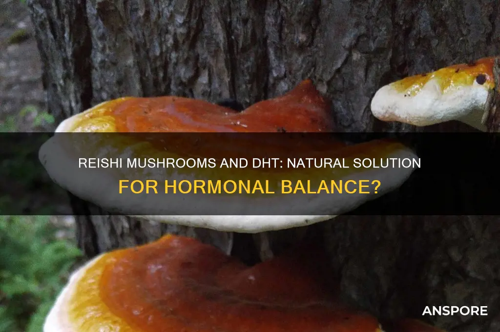 can reishi mushrooms reduce d h t levels
