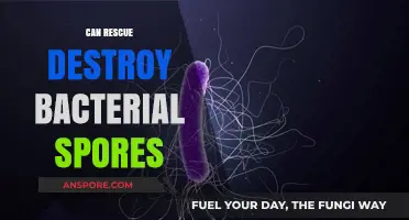 Can Rescue Methods Effectively Destroy Bacterial Spores? A Deep Dive