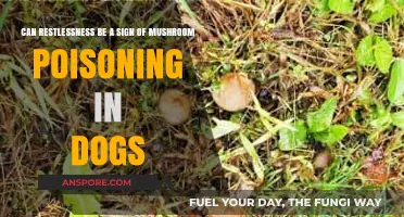 Restlessness in Dogs: A Potential Indicator of Mushroom Poisoning?