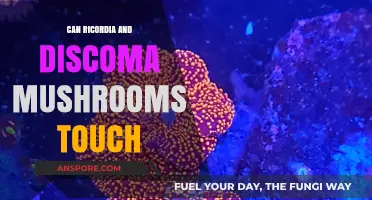 Can Ricordia and Discoma Mushrooms Touch? Exploring Coral Interactions