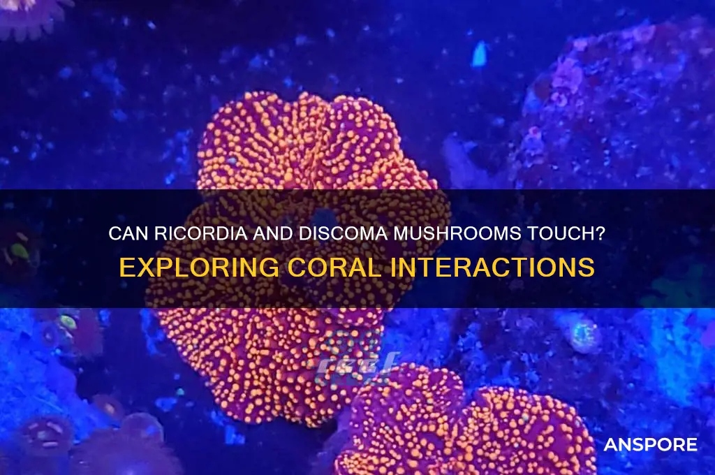 can ricordia and discoma mushrooms touch