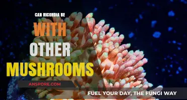 Can Ricordia Mushrooms Safely Coexist with Other Fungal Varieties?