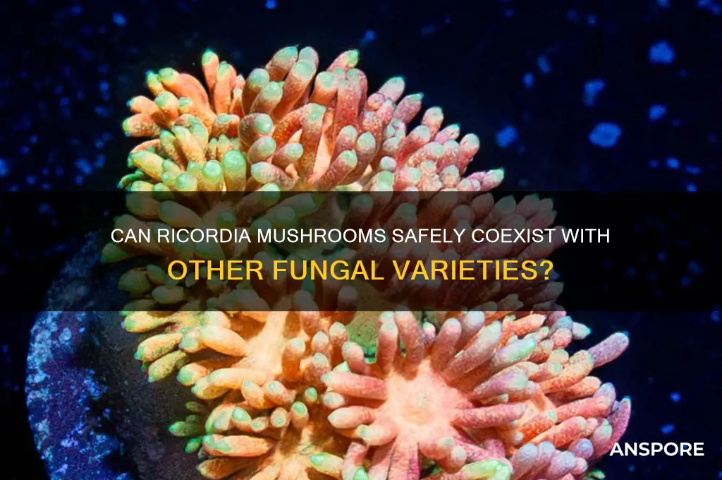 can ricordia be with other mushrooms