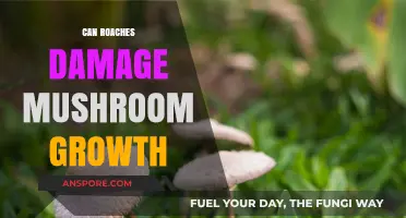 Can Roaches Harm Your Mushroom Cultivation? Uncovering the Truth