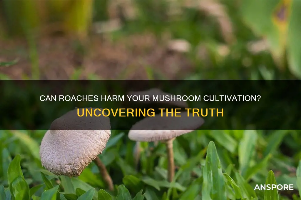 can roaches damage mushroom growth