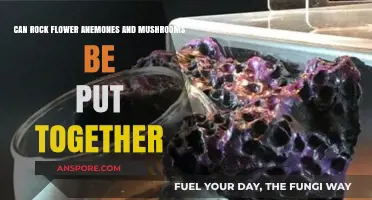 Rock Flower Anemones and Mushrooms: Compatible Tank Mates?