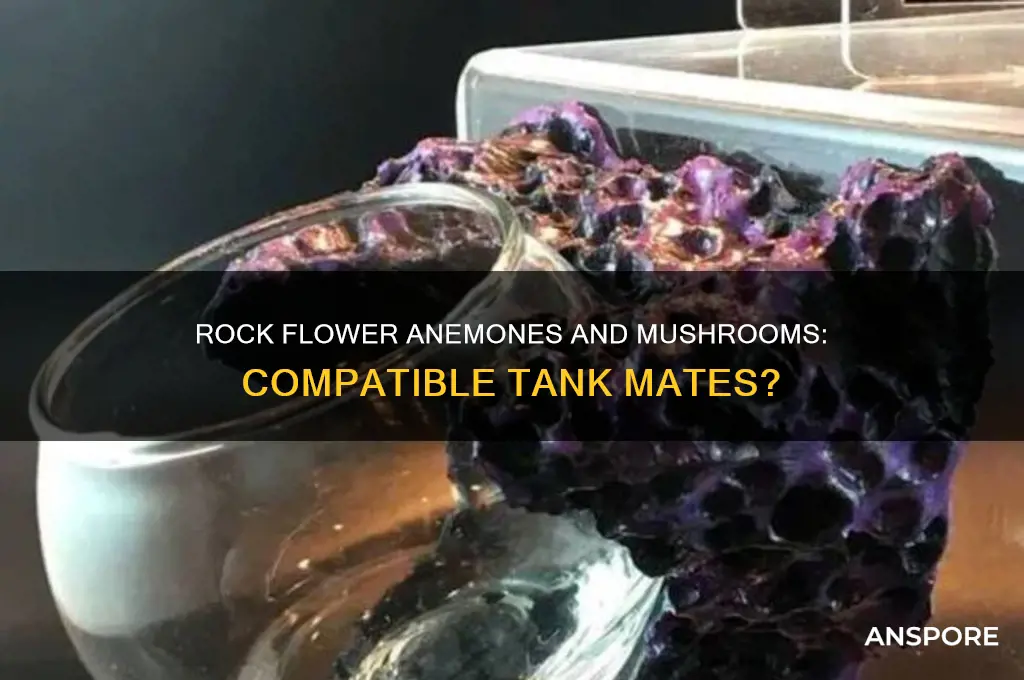 can rock flower anemones and mushrooms be put together