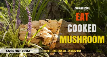 Can Roosters Safely Eat Cooked Mushrooms? A Feeding Guide