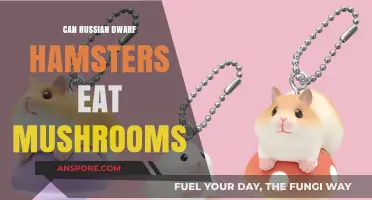 Can Russian Dwarf Hamsters Safely Eat Mushrooms? A Complete Guide