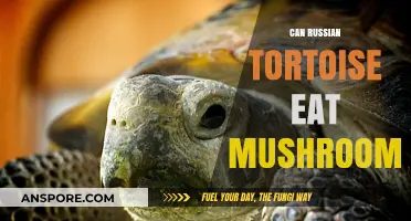 Can Russian Tortoises Safely Eat Mushrooms? A Dietary Guide