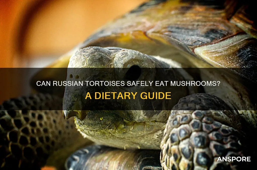 can russian tortoise eat mushrooms