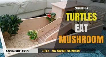 Can Russian Turtles Safely Eat Mushrooms? A Dietary Guide