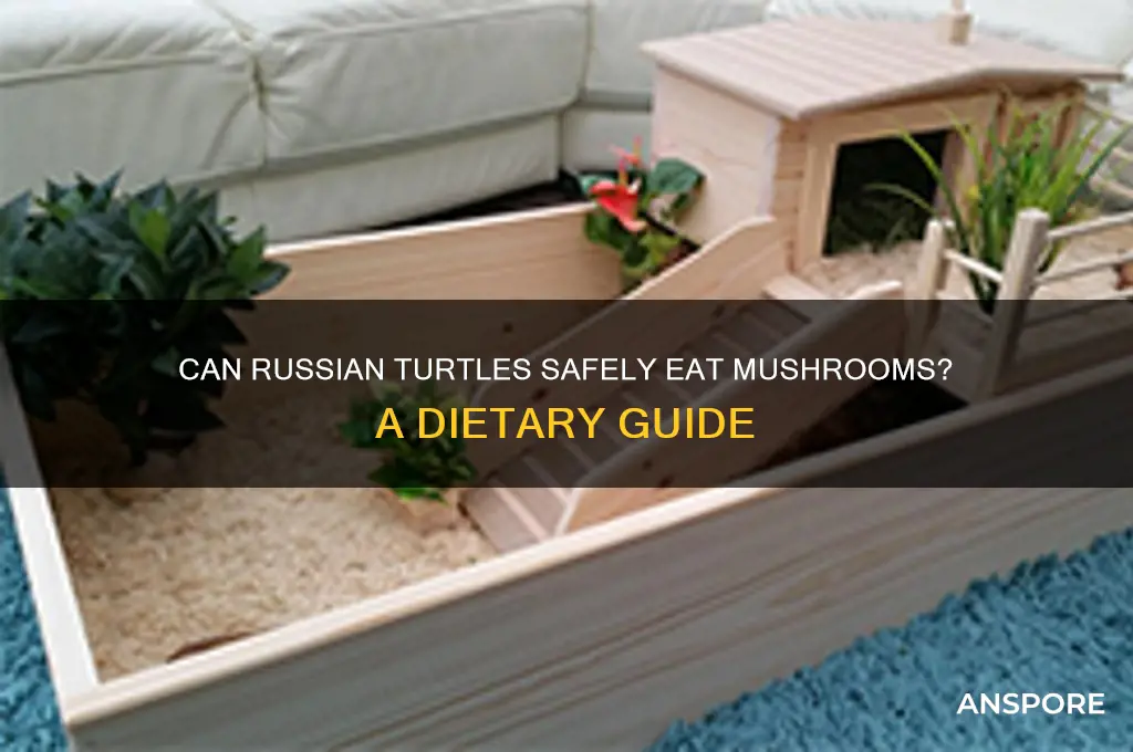 can russian turtles eat mushrooms