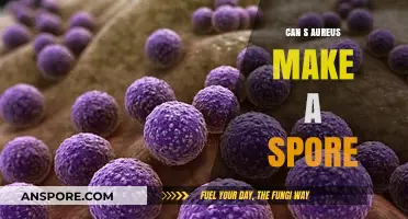 Does Staphylococcus Aureus Form Spores? Unraveling the Myth