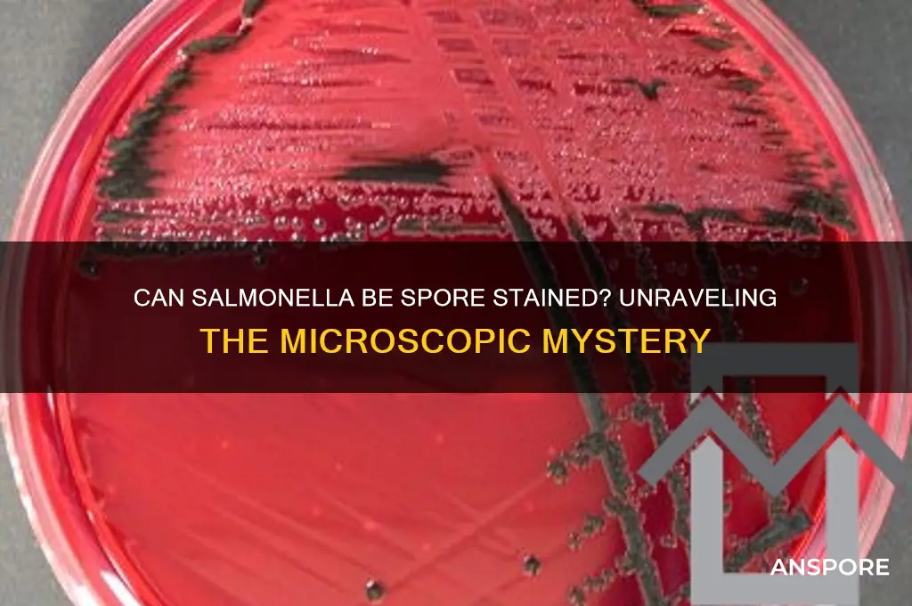 can salmonella be spore stained