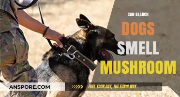 Can Search Dogs Detect Mushrooms? Unveiling Their Olfactory Abilities