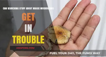 Magic Mushrooms Online Search: Legal Risks and Safe Browsing Tips