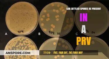 Settled Spores in PRVs: Understanding Their Presence and Impact