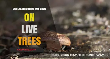 Do Shakti Mushrooms Thrive on Living Trees? Exploring Growth Habits