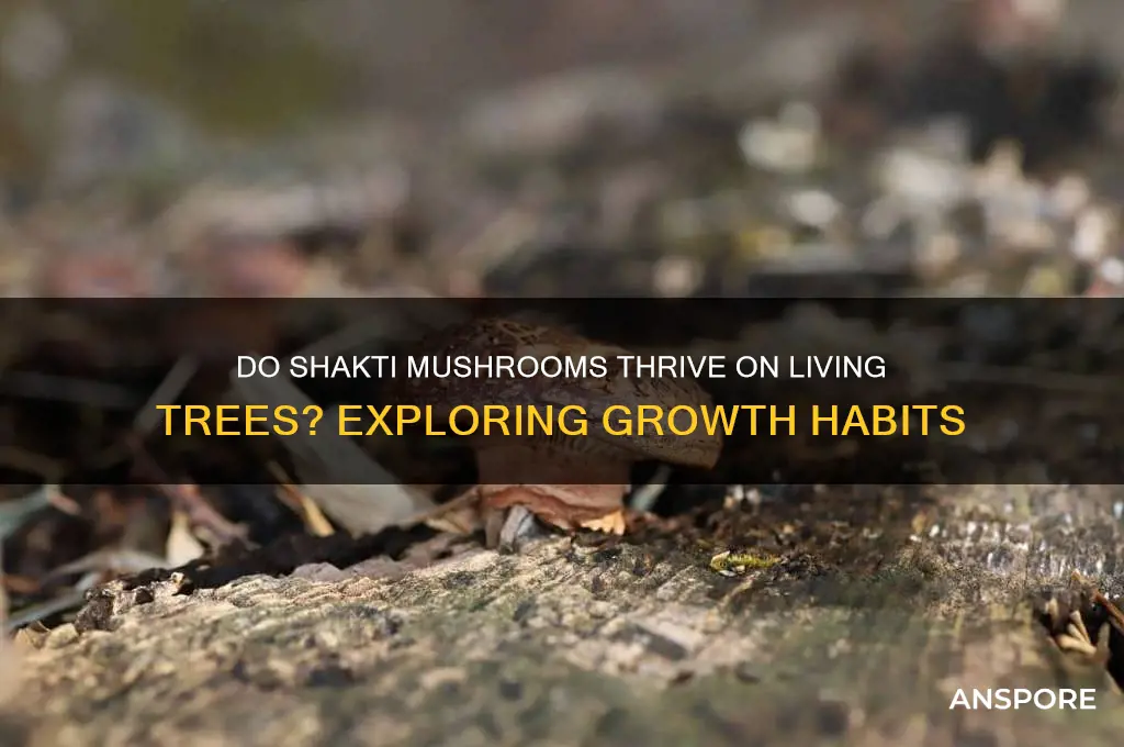 can shakti mushrooms grow on live trees