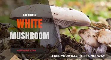 Exploring the Unique Can-Shaped White Mushroom: A Culinary Delight