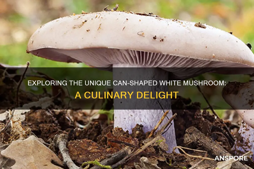 can shaped white mushroom