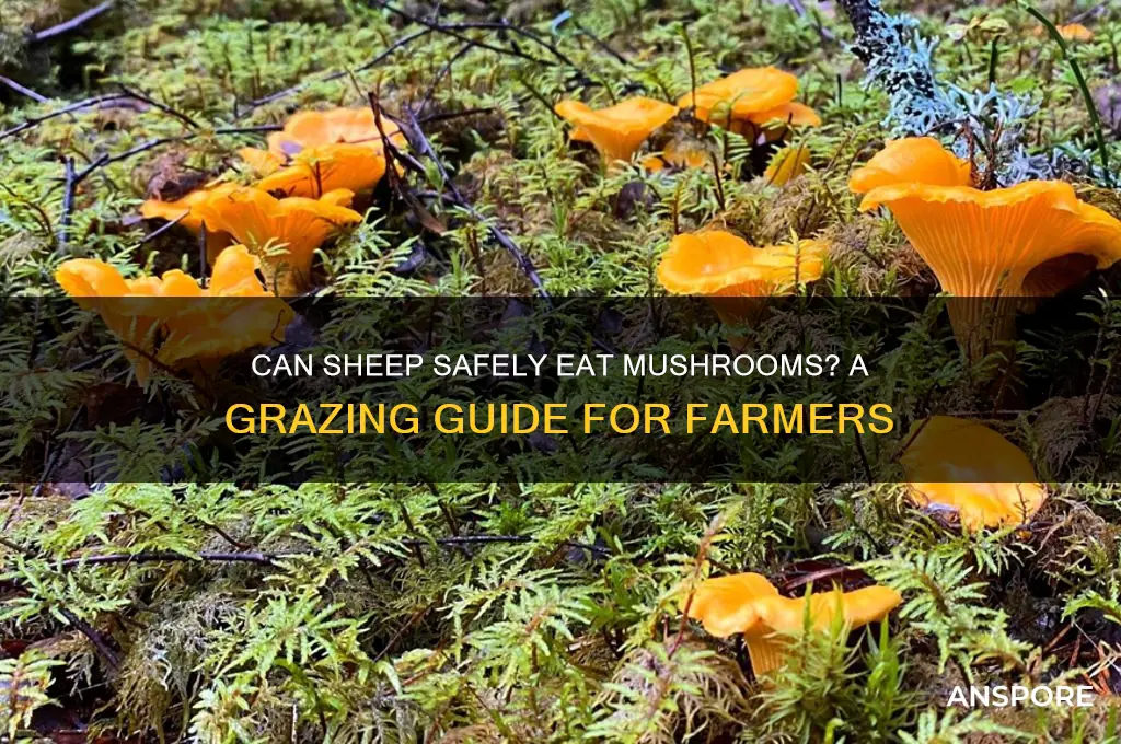 can sheep eat mushrooms