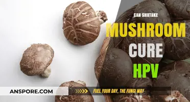Shiitake Mushrooms and HPV: Exploring Potential Natural Remedies