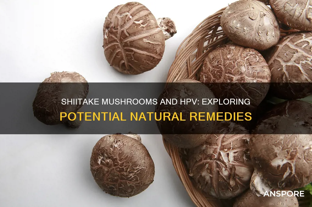 can shiitake mushroom cure hpv