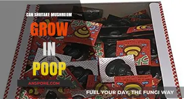 Can Shiitake Mushrooms Thrive in Poop? Surprising Facts Revealed