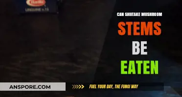 Can You Eat Shiitake Mushroom Stems? A Tasty Guide