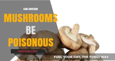 Are Shiitake Mushrooms Safe? Debunking Poisonous Myths and Facts