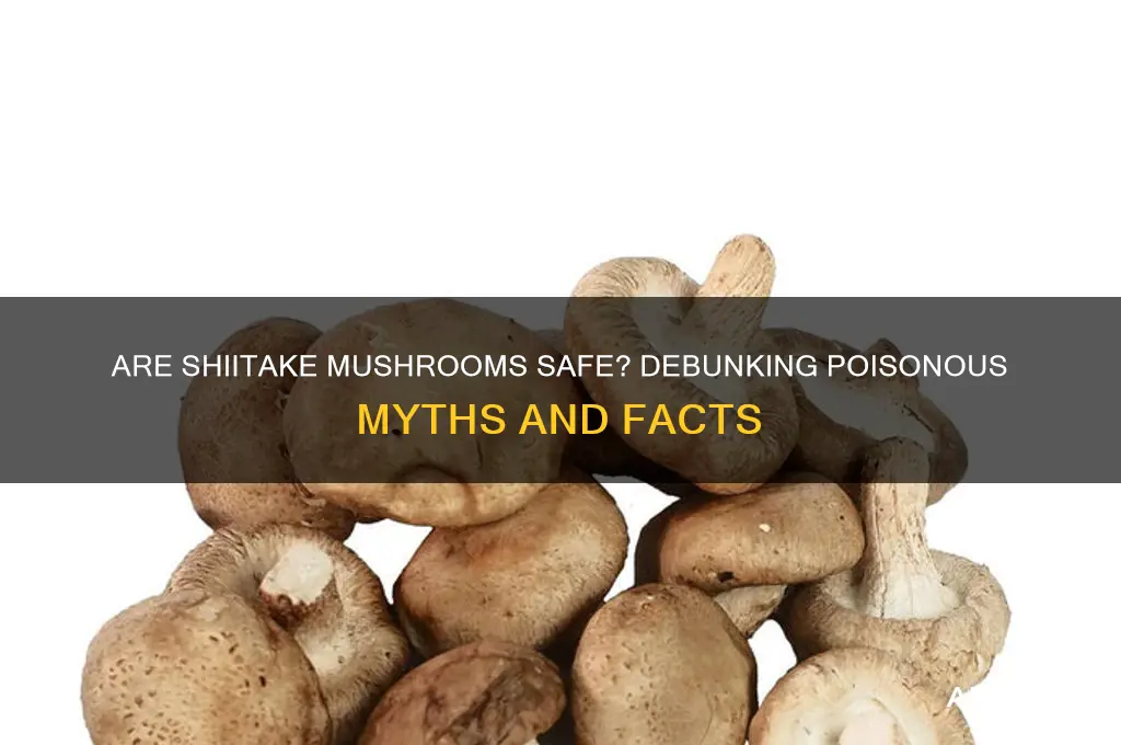 can shiitake mushrooms be poisonous