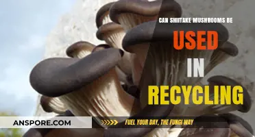Shiitake Mushrooms: A Sustainable Solution for Eco-Friendly Recycling?