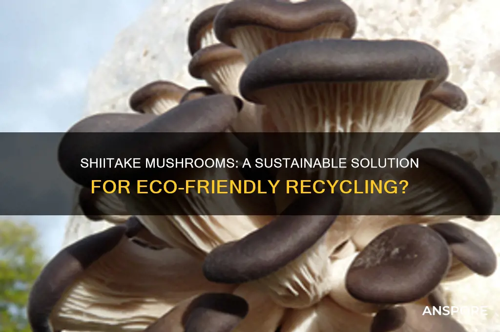 can shiitake mushrooms be used in recycling