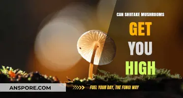 Shiitake Mushrooms and Psychoactivity: Separating Fact from Fiction