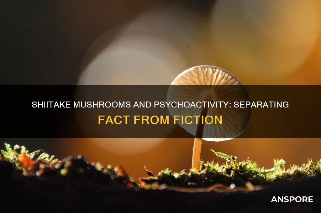 can shiitake mushrooms get you high