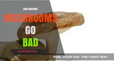 Can Shiitake Mushrooms Go Bad? Shelf Life and Storage Tips
