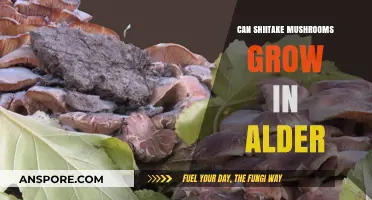 Shiitake Mushrooms on Alder: Cultivation Possibilities and Benefits Explored