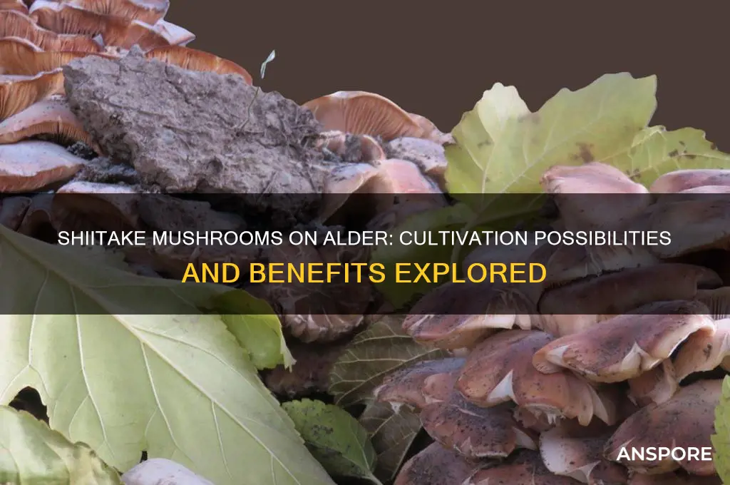 can shiitake mushrooms grow in alder