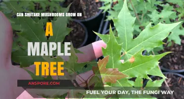 Can Shiitake Mushrooms Thrive on Maple Trees? A Guide