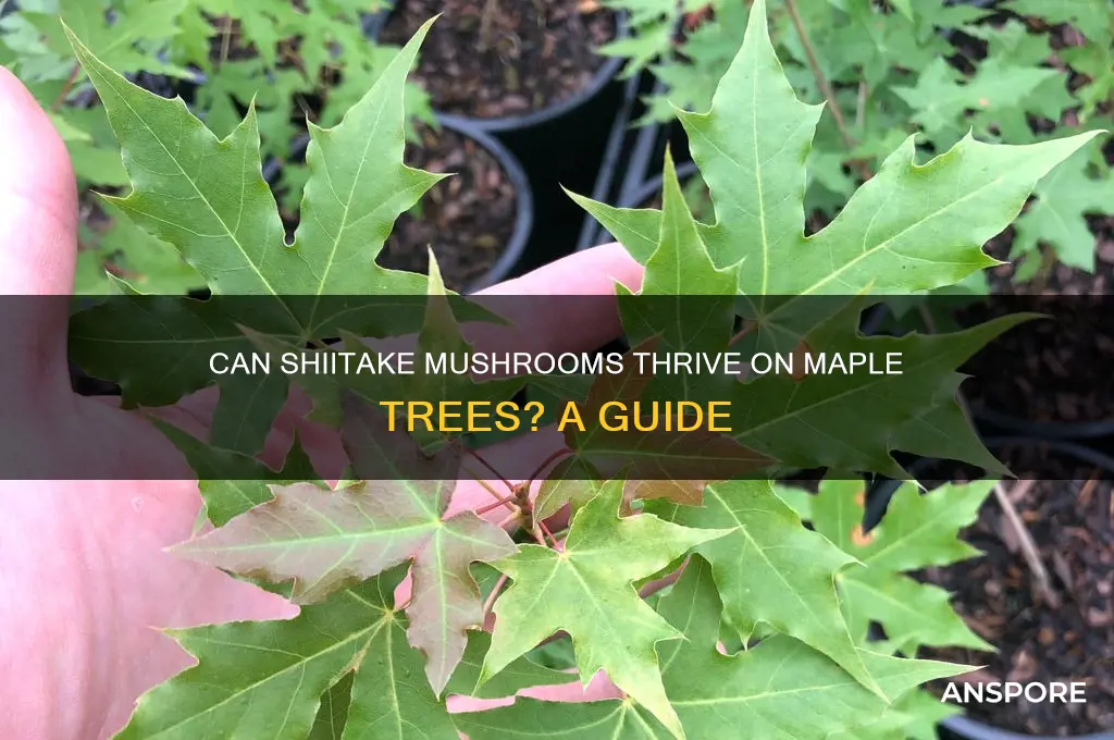 can shiitake mushrooms grow on a maple tree