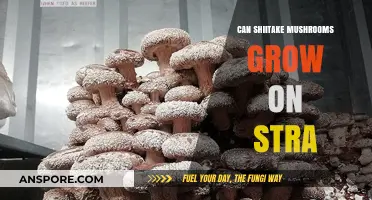 Can Shiitake Mushrooms Thrive on Straw? A Cultivation Guide