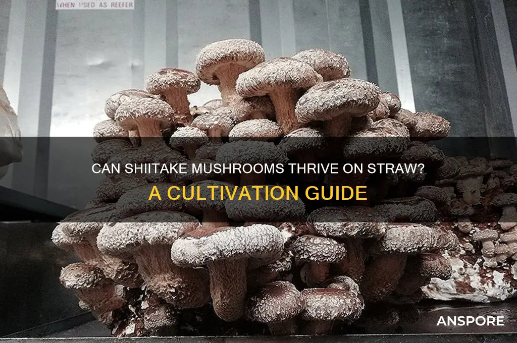 can shiitake mushrooms grow on stra