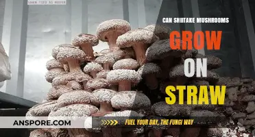 Growing Shiitake Mushrooms on Straw: A Simple Guide