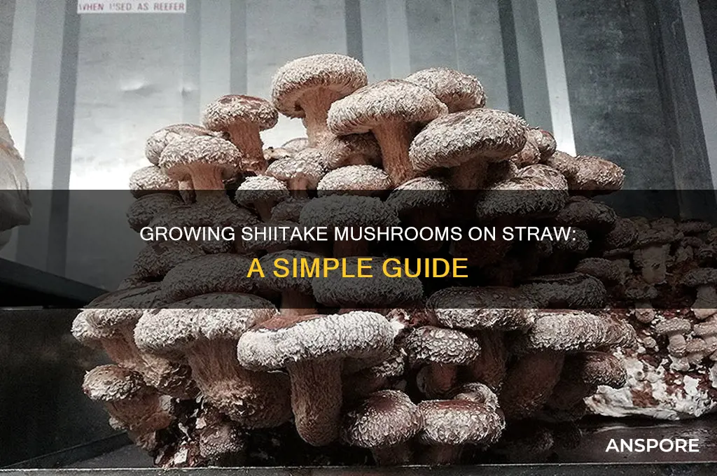 can shiitake mushrooms grow on straw