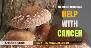 Shiitake Mushrooms and Cancer: Exploring Potential Health Benefits