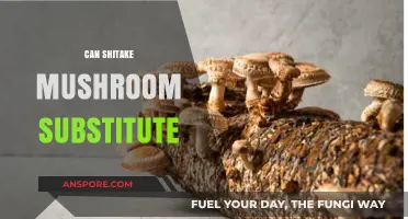 Shiitake Mushroom Substitute: Versatile Alternatives for Recipes and Health Benefits
